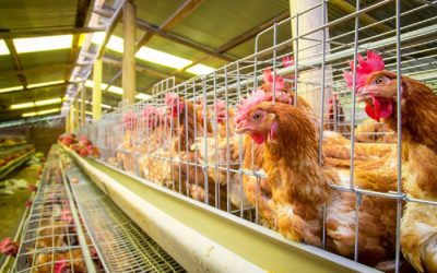 Egg factory of horror burns millions of chickens alive