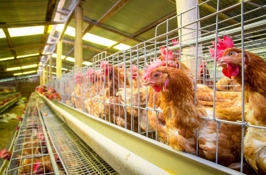 egg factory culling chickens aacc
