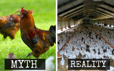 Humane animal agriculture is a myth