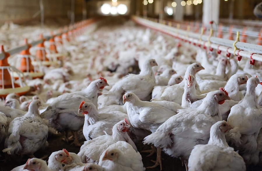 Stockholm+50 conference needs to address animal agriculture’s impact on our planet