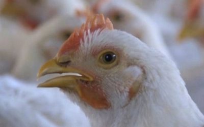 Millions of chickens die while being transported