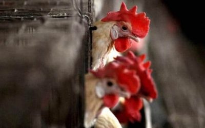 H5 bird flu reaches US poultry