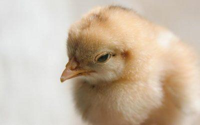 The killing of male chicks to be banned in Italy