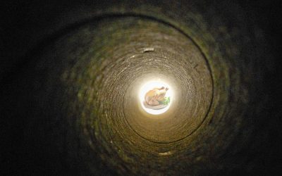 Carbon tunnel vision perpetuates a narrative that exploiting animals is acceptable