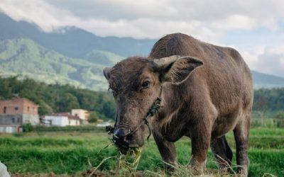 Animal agriculture is contributing to food insecurity, says WWF