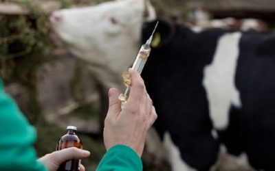 Veterinarian describes the horror of animal farming in shocking interview