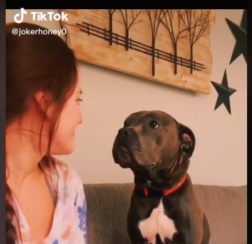 Funny dogs videos – Tiktok