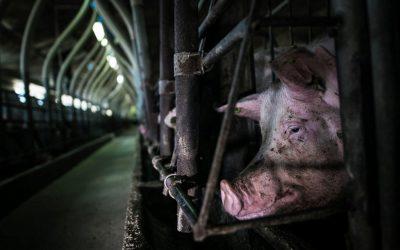 Could gestation crates eventually be outlawed?
