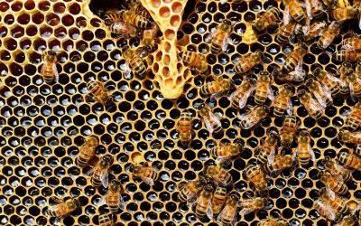 Bees are able to feel pain, say researchers