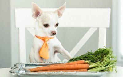 Can your dog go vegan?