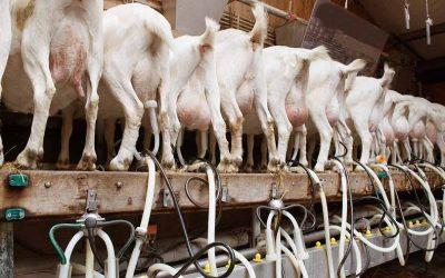 Undercover investigation shows goats slapped and shoved at goat farm
