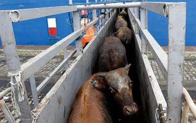 Documentary uncovers abuse in Brazil’s animal agriculture industry