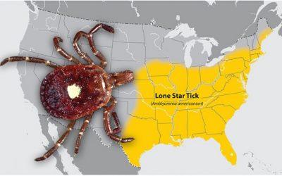 Lone Star Tick infestation can cause meat allergy in humans