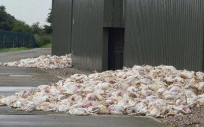 UK heatwave kills millions of chickens in factory farms