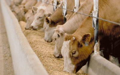 90% of all soybeans are fed to livestock, according to agriculture statistics