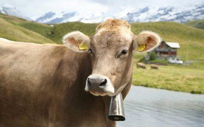 Will Switzerland be the first country to abolish factory farming?