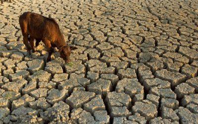 What is it like to live in a drought as a farmed animal?