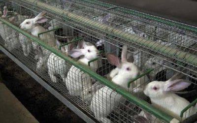 250 rabbits saved from slaughter as rabbit farm closes down