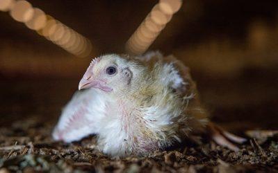 Consumers want better treatment of farmed animals