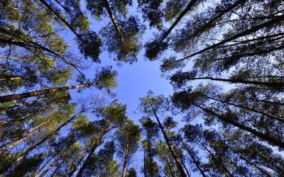 Former cattle farm in Brazil gets reforested