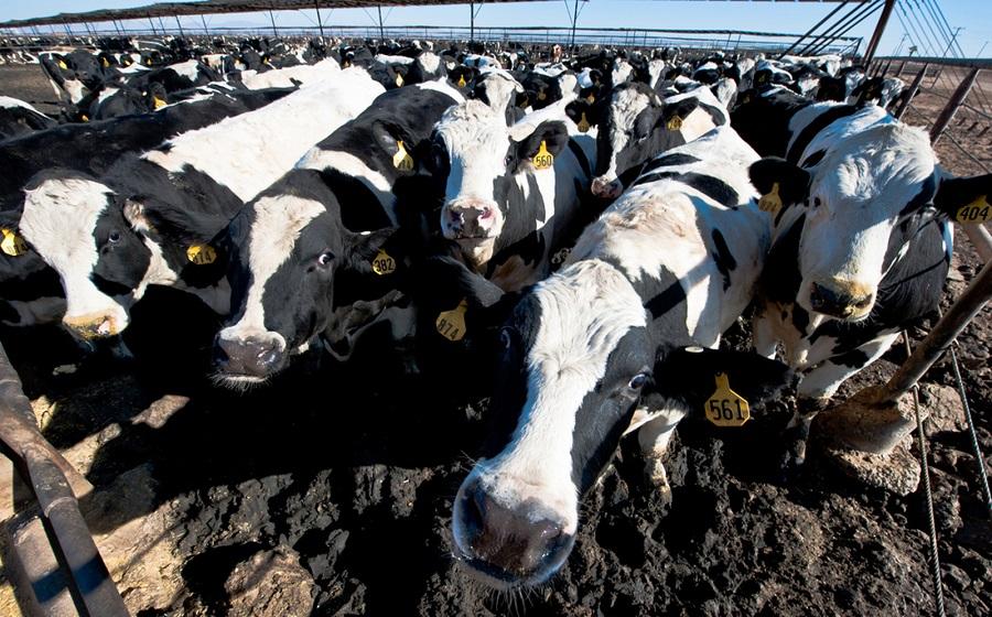 Livestock farming linked to zoonotic diseases
