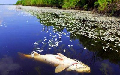 Cattle farms are polluting Devon’s rivers