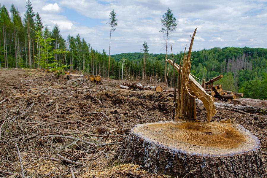 Global deforestation continues at an alarming rate