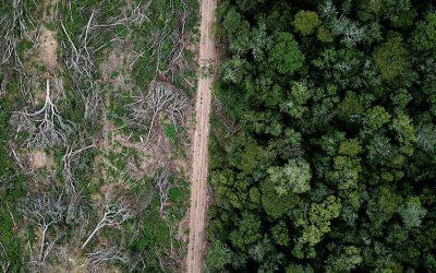 Amazon rainforest still under attack, according to report