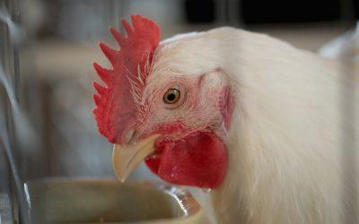 US farms want permission to kill chickens using cruel ventilation shutdown