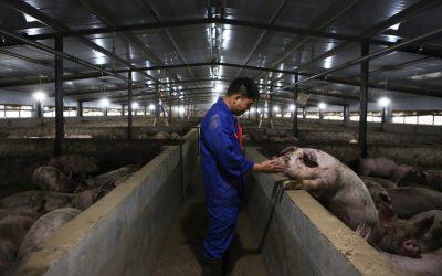 Why we need to see the end of factory farming