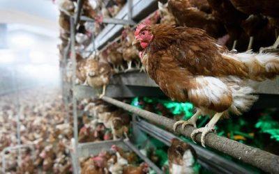 Avian flu killed more than 47 million chickens and turkeys this year