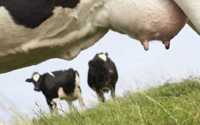 Why sustainable dairy is a myth