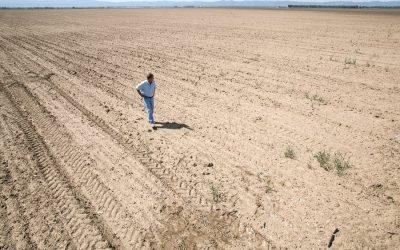 Expanding cropland isn’t helping with food insecurity, study shows