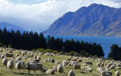 New Zealand starts to tackle agriculture and climate change problems