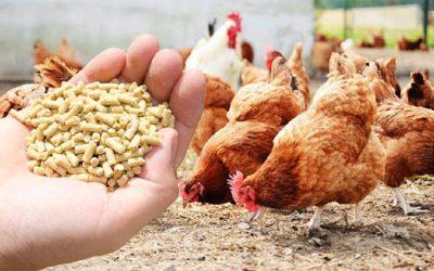 Climate change is fuelled by animal feed
