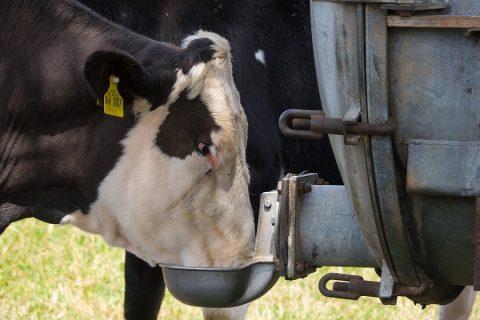 How does climate change impact dairy cows? - Animal Agriculture and ...
