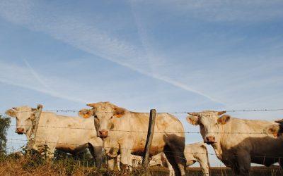 Netherlands under scrutiny for over farming of cows