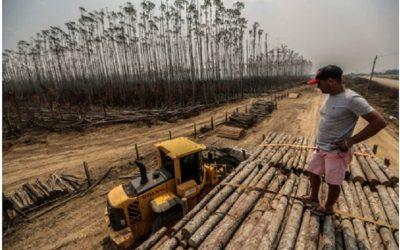 Big companies linked to deforestation have no plans to stop