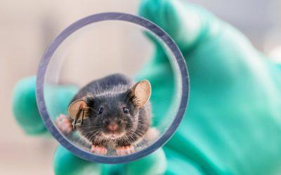 Here’s how PETA is helping to stop lab experiments on animals