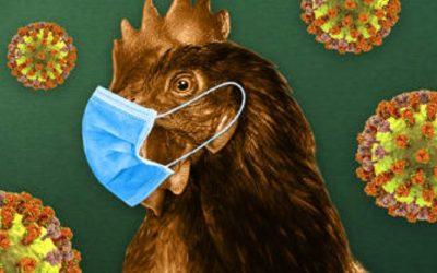 How worried should we be about the outbreak of H5N1?