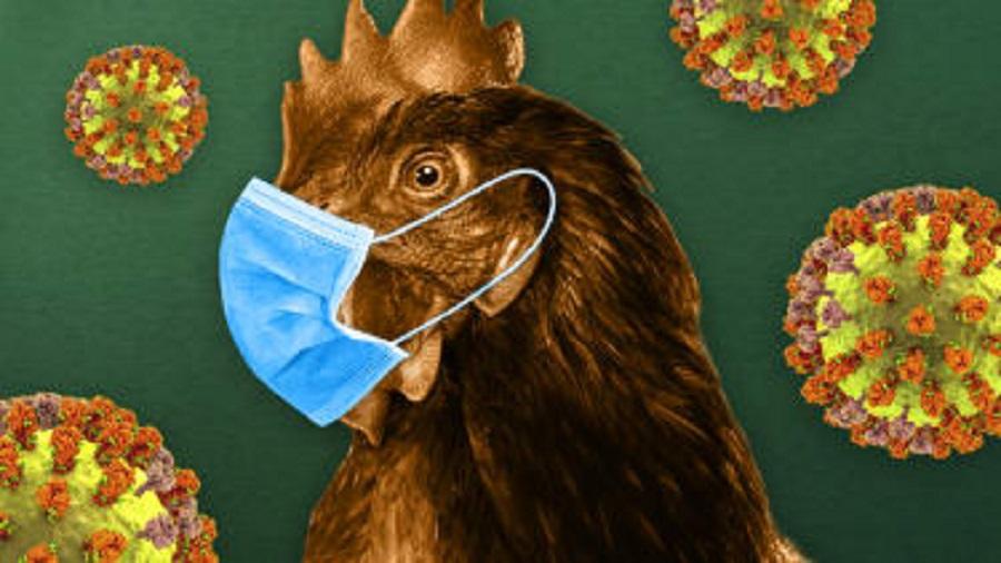 How worried should we be about the outbreak of H5N1? - Animal ...