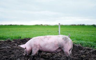 The sad truth behind commercial pig farming