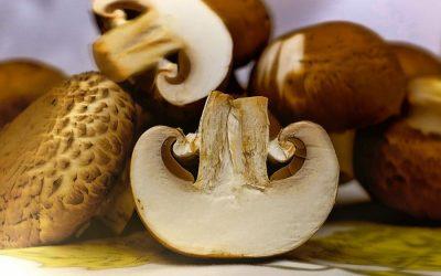 Excellent and easy plant-based sources of protein
