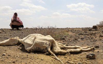 Drought-stricken Horn of Africa starves due to climate change
