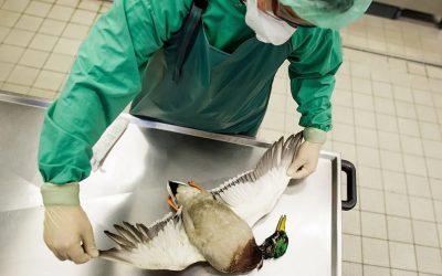 H5N1 bird-flu having a devastating impact on wildlife