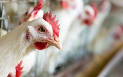 Did you know these five things about chickens?