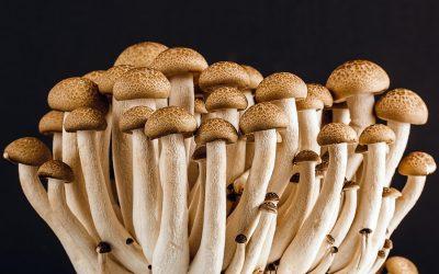 Could fungi be the solution to restoring our planet and our health?