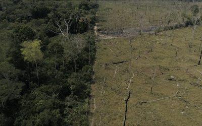 The horrifying extent of animal agriculture’s destruction of the Amazon