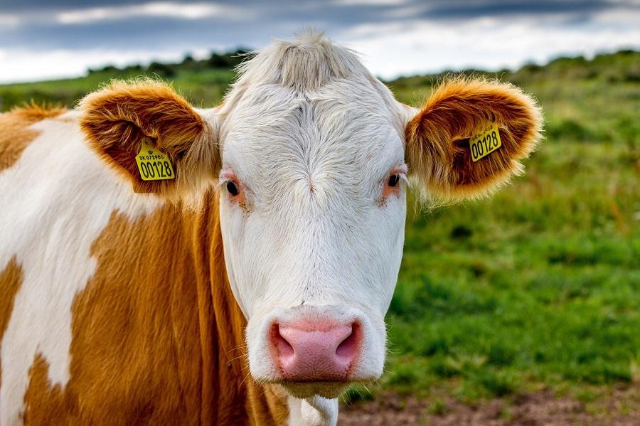 Denmark’s financial sector is failing to invest in sustainable agriculture