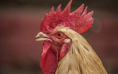 Animal Outlook reveals that free-range chicken farming is a myth